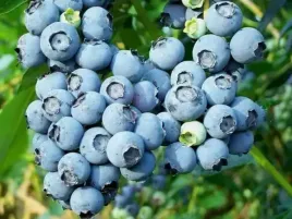 borowka-amerykanska-patriot-2l-30-50cm-duze-owoce