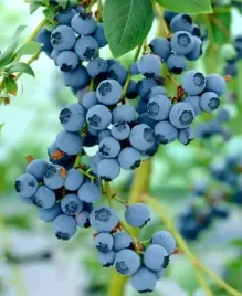 borowka-amerykanska-bluegold-2l-30-50cm-najpiekniejsza-sadzonka