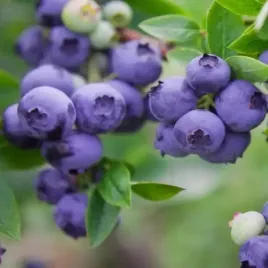 borowka-amerykanska-chanticleer-2l-30-50cm-wielkie-owoce