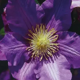 clematis-wielkokwiatowy-baltyk-piekny-powojnik-2l