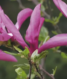 magnolia-susan-2l-powtarza-kwitnienie-do-malych-ogrodow-2l