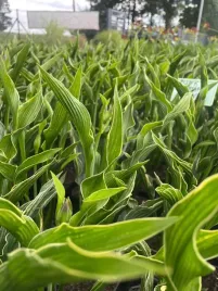 funkia-praying-hands-modlace-sie-dlonie-do-ogrodu