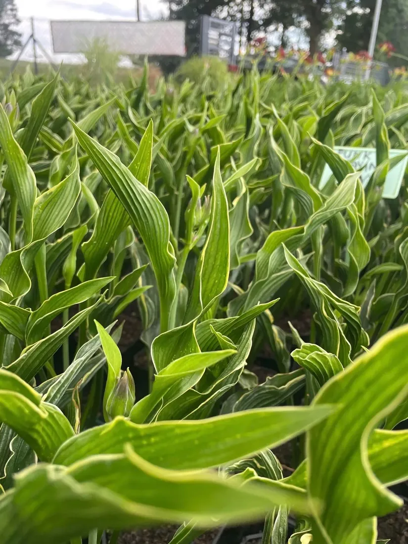 funkia-praying-hands-modlace-sie-dlonie-do-ogrodu