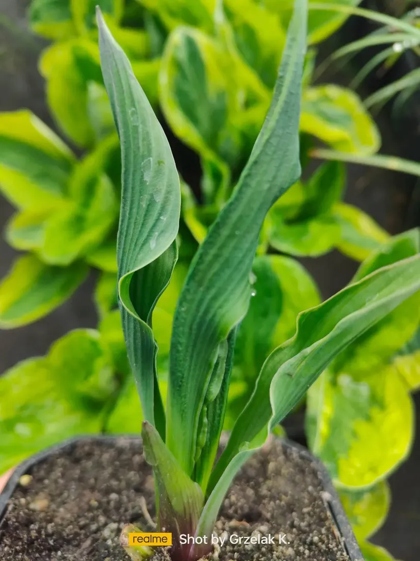 funkia-praying-hands-modlace-sie-dlonie-do-ogrodu-rodzaj-rosliny-inny