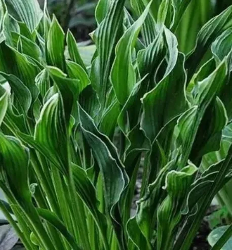 funkia-praying-hands-modlace-sie-dlonie-do-ogrodu