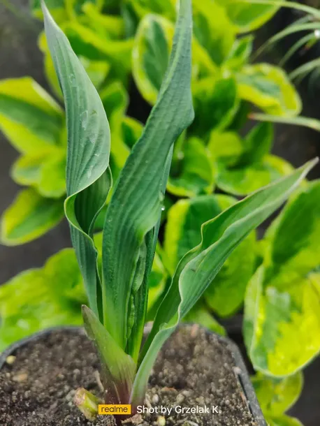 funkia-praying-hands-modlace-sie-dlonie-do-ogrodu-roslina-w-postaci-sadzonka-z-golym-korzeniem