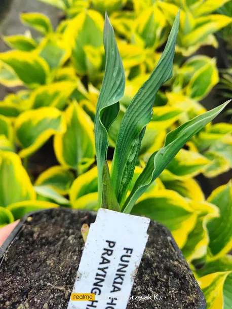 funkia-praying-hands-modlace-sie-dlonie-do-ogrodu-kod-producenta-wodne-rosliny