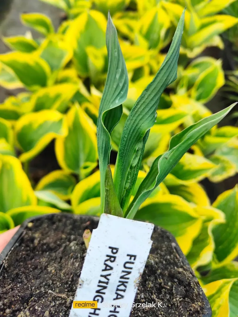 funkia-praying-hands-modlace-sie-dlonie-do-ogrodu