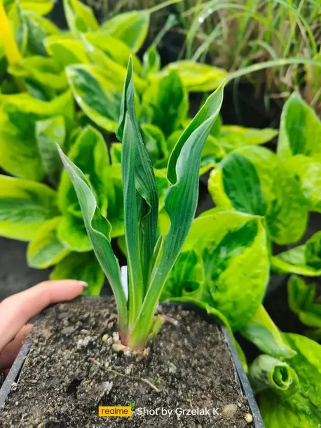 funkia-praying-hands-modlace-sie-dlonie-do-ogrodu-producent-perfekt-klik-sylwia-grzelak-wodne-rosliny