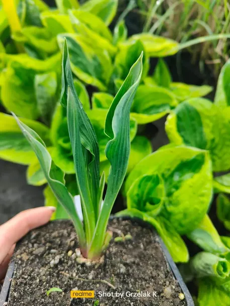 funkia-praying-hands-modlace-sie-dlonie-do-ogrodu-nazwa-lacinska-hosta