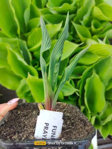 funkia-praying-hands-modlace-sie-dlonie-do-ogrodu-rodzaj-rosliny-inny-kolor-kwiatow-inny-kolor