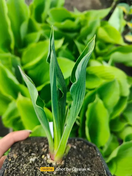 funkia-praying-hands-modlace-sie-dlonie-do-ogrodu-rodzaj-rosliny-inny-roslina-w-postaci-sadzonka-z-golym-korzeniem