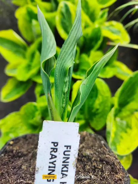 funkia-praying-hands-modlace-sie-dlonie-do-ogrodu-rodzaj-rosliny-inny-kod-producenta-wodne-rosliny