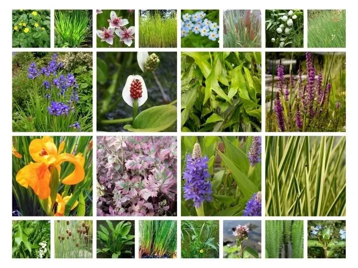 funkia-praying-hands-modlace-sie-dlonie-do-ogrodu-rodzaj-rosliny-inny