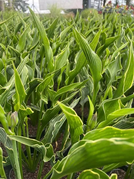 funkia-praying-hands-modlace-sie-dlonie-do-ogrodu-kolor-kwiatow-inny-kolor-kod-producenta-wodne-rosliny