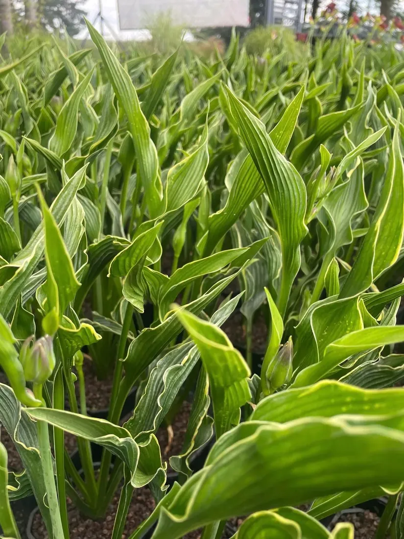 funkia-praying-hands-modlace-sie-dlonie-do-ogrodu-rodzaj-rosliny-inny