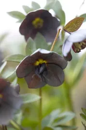 ciemiernik-anemone-slaty-blue-helleborus-kwiat-zimowy-idealny-do-ogrodu