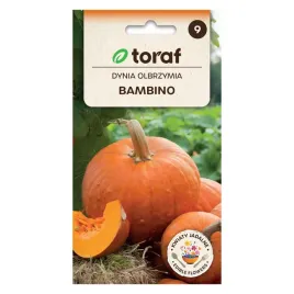 dynia-olbrzymia-bambino-5g