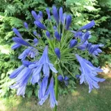 lilia-agapant-tornado-c2