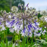 lilia-agapant-fireworks-p9