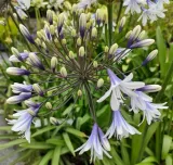 lilia-agapant-fireworks-p9-rodzaj-rosliny-liliowce