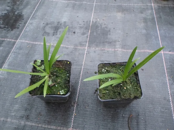 lilia-agapant-fireworks-p9-rodzaj-rosliny-liliowce