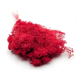 suszony-broom-bloom-zarnowiec-czerwony