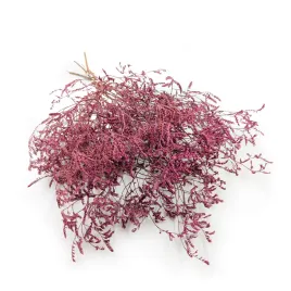 suszony-zatrwian-szerokolistny-limonium-latifolium-barwiony-rozowy