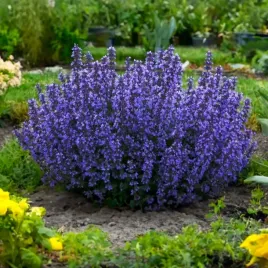 kocimietka-fassena-cat-s-pajamas-sadzonki-niska-wczesnie-kwitnaca