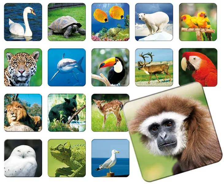 adamigo-gra-pamieciowa-memory-zoo-plec-brak-informacji
