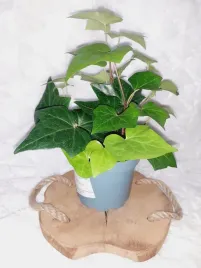 bluszcz-kanaryjski-don-12cm