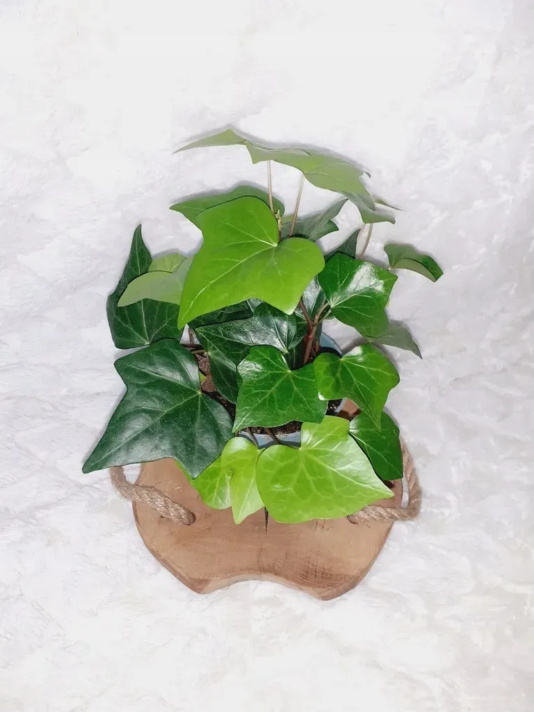 bluszcz-kanaryjski-don-12cm