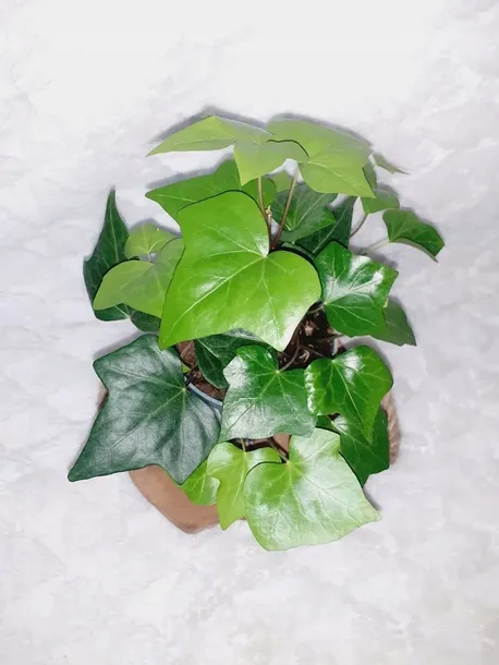 bluszcz-kanaryjski-don-12cm-roslina-w-postaci-sadzonka-w-pojemniku-05-1l