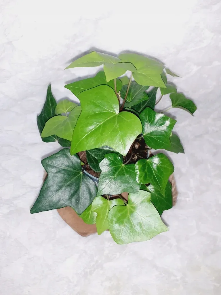 bluszcz-kanaryjski-don-12cm
