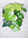 bluszcz-kanaryjski-don-12cm-odmiana-bluszcz-kanaryjski