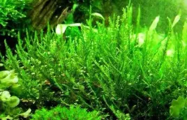 mech-creeping-moss-mech-pelzajacy-do-akwarium