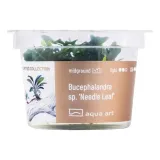 bucephalandra-sp-needle-leaf-in-vitro-kubek-6cm-rodzaj-rosliny-przydenne