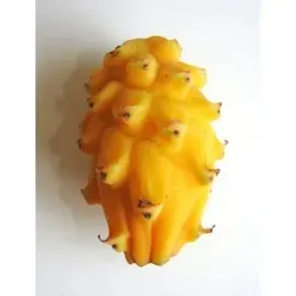 pitahaya-zolta-ekwador-1szt