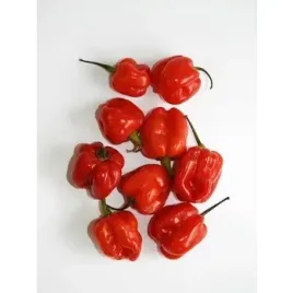 papryka-ostra-habanero-czerwona-holandia-75g