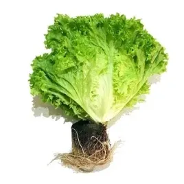 salata-lollo-bionda-z-bryla-polska-1-szt
