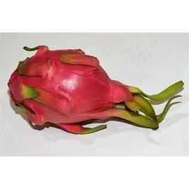 pitahaya-czerwona-wietnam-1szt