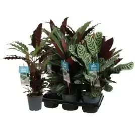 calathea-doniczka-srednica-12cm-1-szt