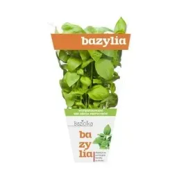bazylia-doniczka-baziolka-1-szt