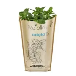 mieta-doniczka-baziolka-1-szt