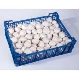 pieczarka-biala-3kg