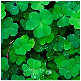 mikrokoniczyna-drobolistna-koniczyna-trawa-nasiona-100-m-05kg