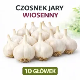 czosnek-jary-jarry-polski-jarus-do-sadzenia-jedzenia-wiosenny-10-glowek