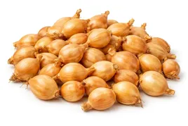 cebula-dymka-wolska-iii-250g-do-sadzenia-wiosenna-pozna-plenna-10-15mm