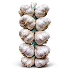 warkocz-czosnek-jary-wioseny-warkocz-polski-ekologiczny-glowki-10-glowek