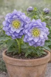 ciemiernik-sadzonki-double-salty-blue-wschodni-sadz-niebieski-wieloletni